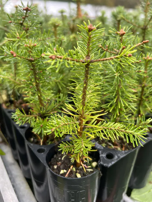 Hovedbilde Edelgran Koreana 2/0 b150